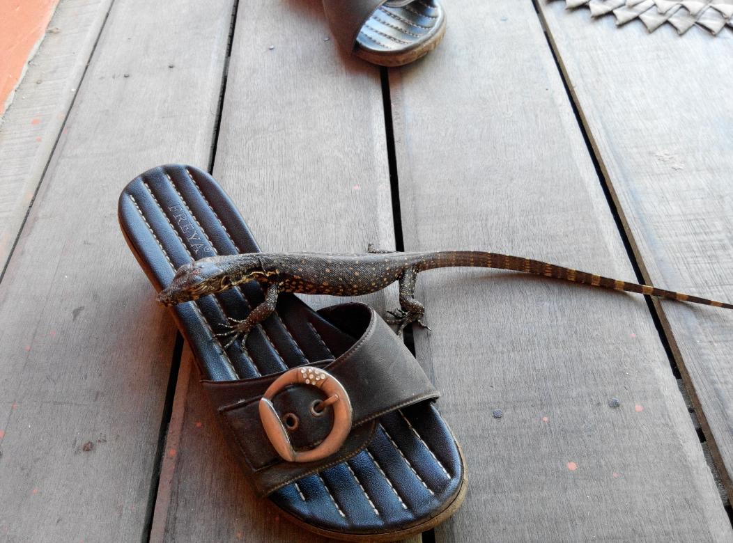 amahimar's tweet photo. Piaraan baru🙏 http://t.co/Ti77NHa5dj