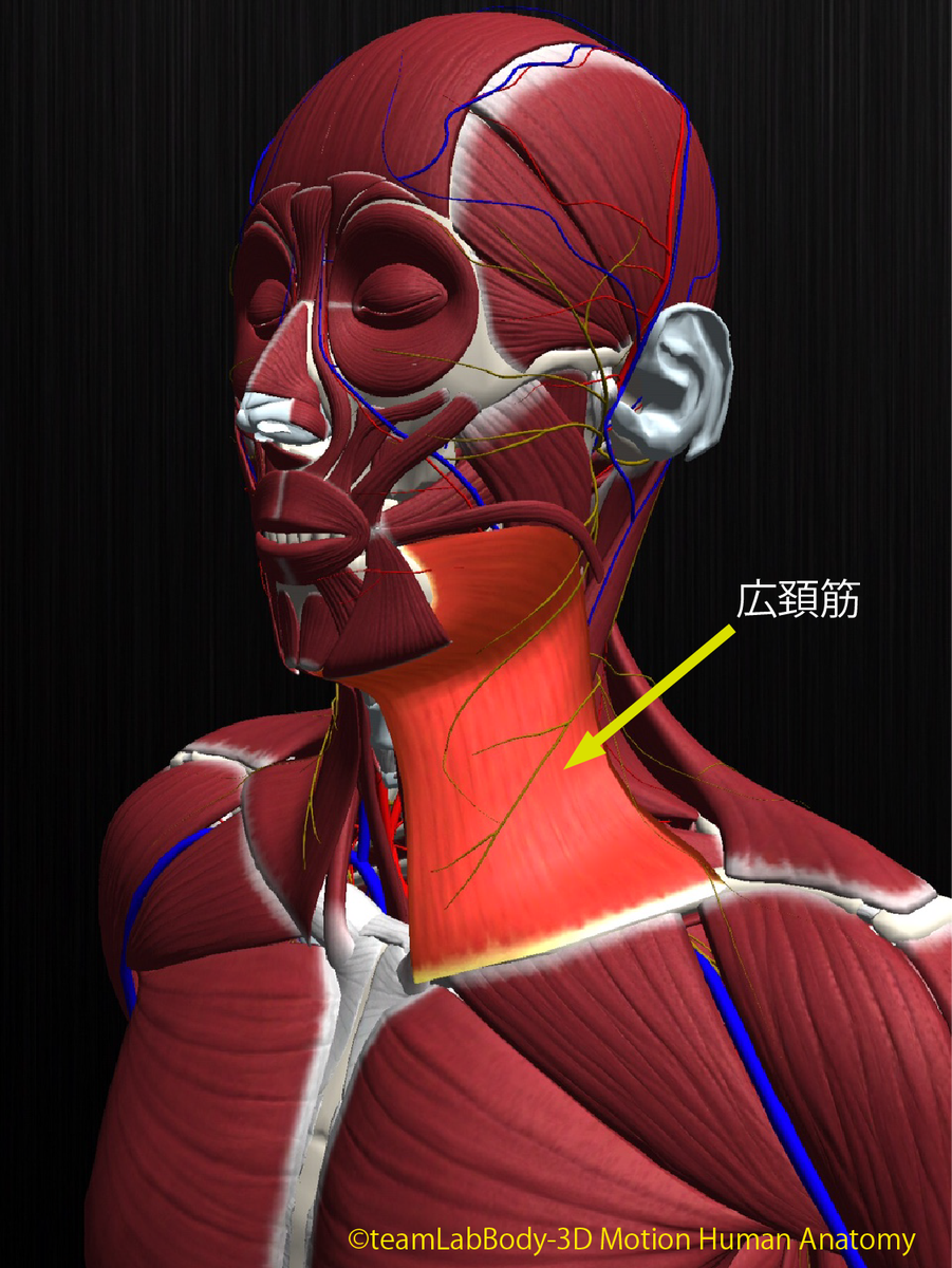 Teamlabbody Twitter પર 広頚筋 起始 大胸筋と三角筋の上部の筋膜 停止 下顎骨下縁 下顎の皮膚 支配神経 顔面神経 Vii 栄養血管 オトガイ下動脈 肩甲上動脈 作用 口角 口唇の皮膚を下方に引く 頚部の皮膚を上方に引く T Co 35jfxr8qka