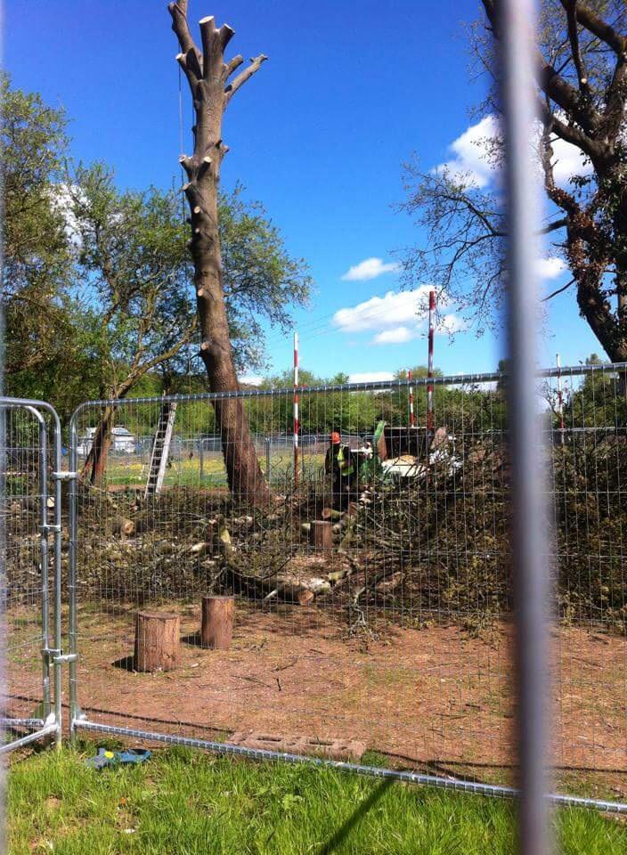 Old oaks being felled today at Stapleton, heartbreaking. <a href="/GeorgeFergusonx/">People & Cities</a>