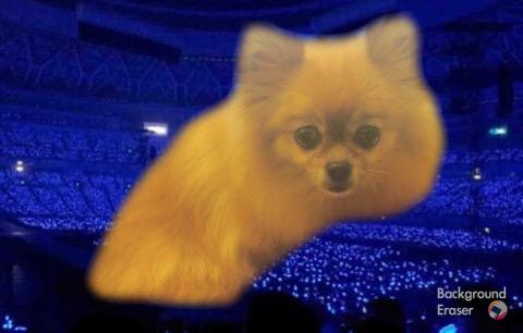sujumacchiato's tweet photo. Choco will always shine on the sapphire blue ocean. Princess,u will always b remembered. #RestinpeaceChoco http://t.co/5HCkBv4hjT