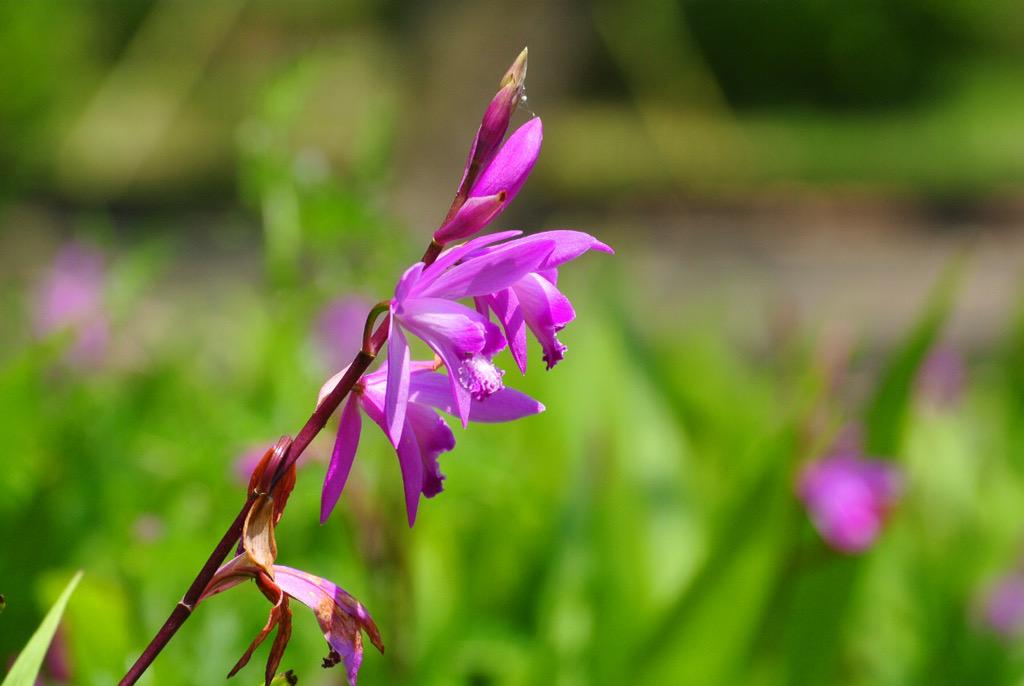FuwariAi's tweet photo. 公園に咲いていたシランの花 http://t.co/bsTa9qo8fH