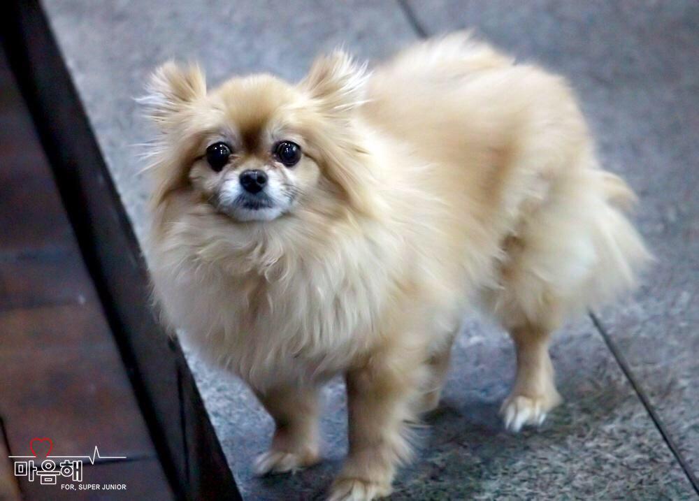 duckhae's tweet photo. Gonna sleep now, goodnight! #ThankyouChoco #RIPChoco 😘🐶 http://t.co/OKTVwaZi5O
