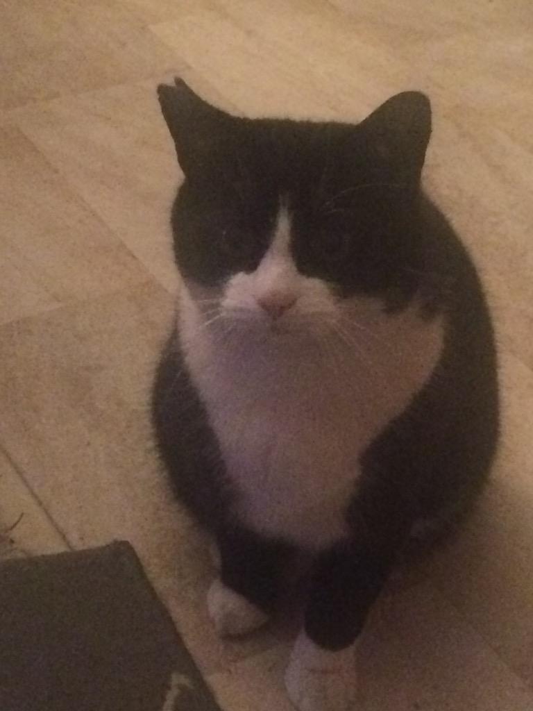 pobheid's tweet photo. My cat Alfred is missing, Cathcart area Glasgow. No collar, but chipped&amp;distinctive right ear. Retweets appreciated http://t.co/ItGYXYZZuV