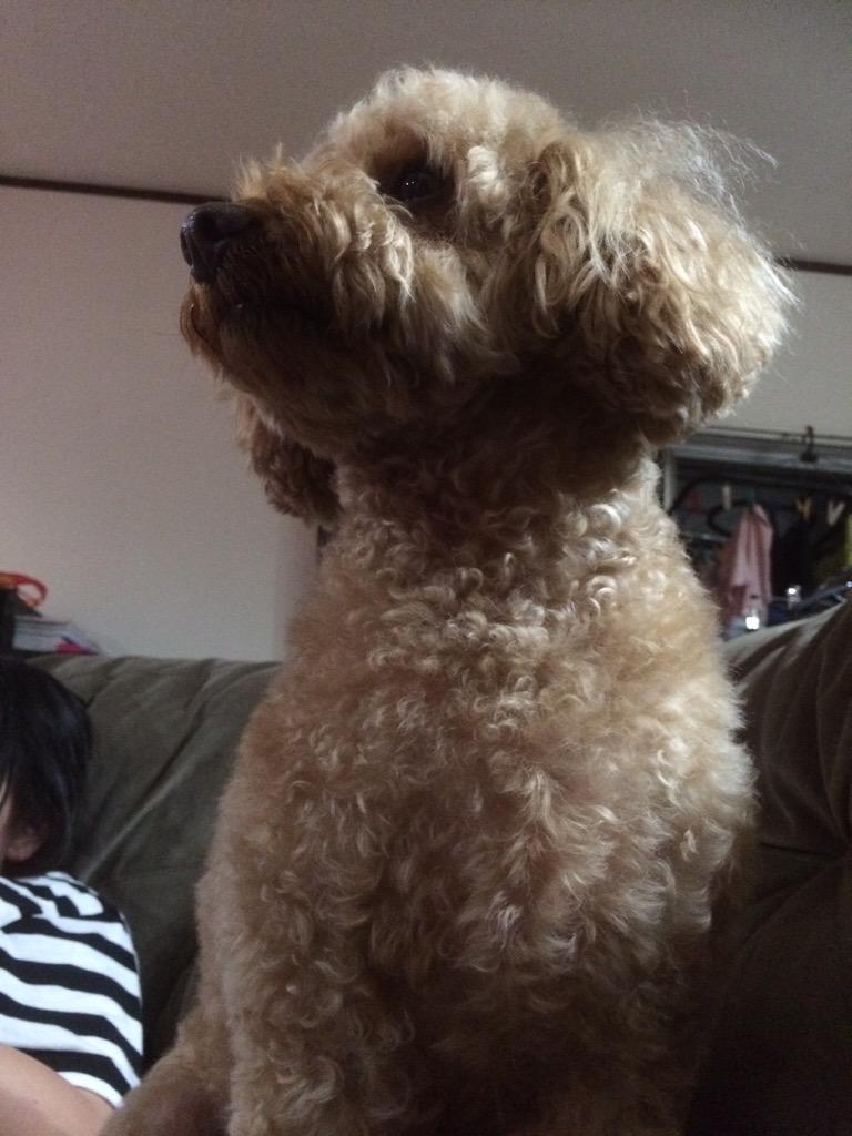 bktpjlaav's tweet photo. みんとのお母さんきてるなう🐶💕 http://t.co/yJaojMw4RW