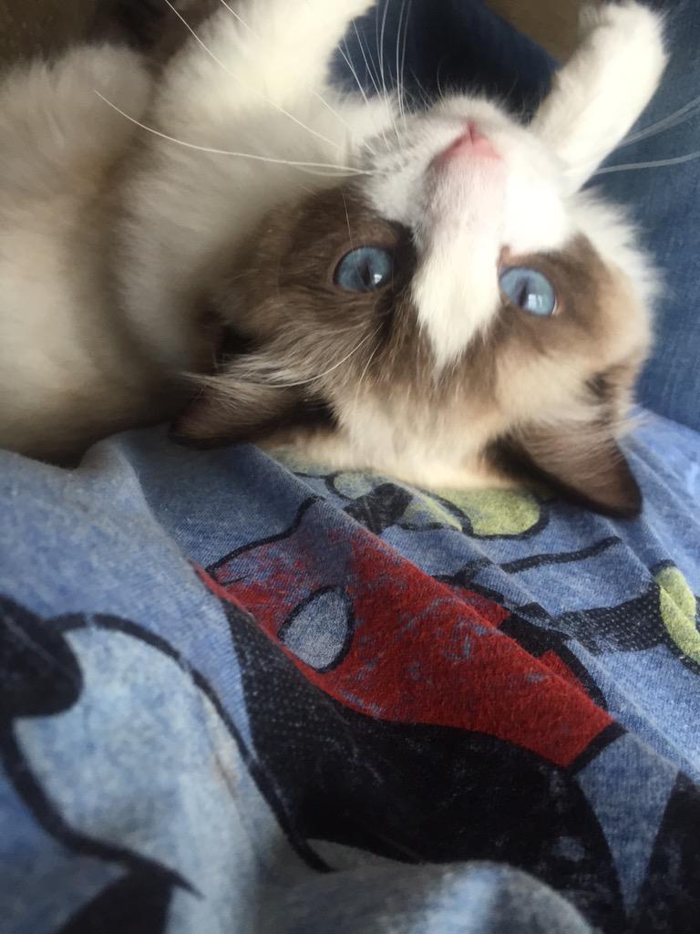 ganditmeow's tweet image. So what you're telling me is that you left me for 5 days to go spend time with a "mouse"?!? #gandit #notpleased