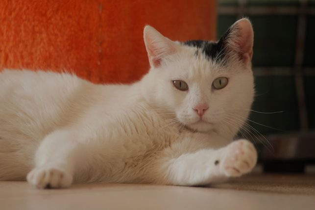 eldiarioes's tweet photo. 'Manifiesto Felino' para una mejor convivencia entre humanos y gatos http://t.co/tC5DewHdoV Por @ConchaCLC http://t.co/ulugClJb4v
