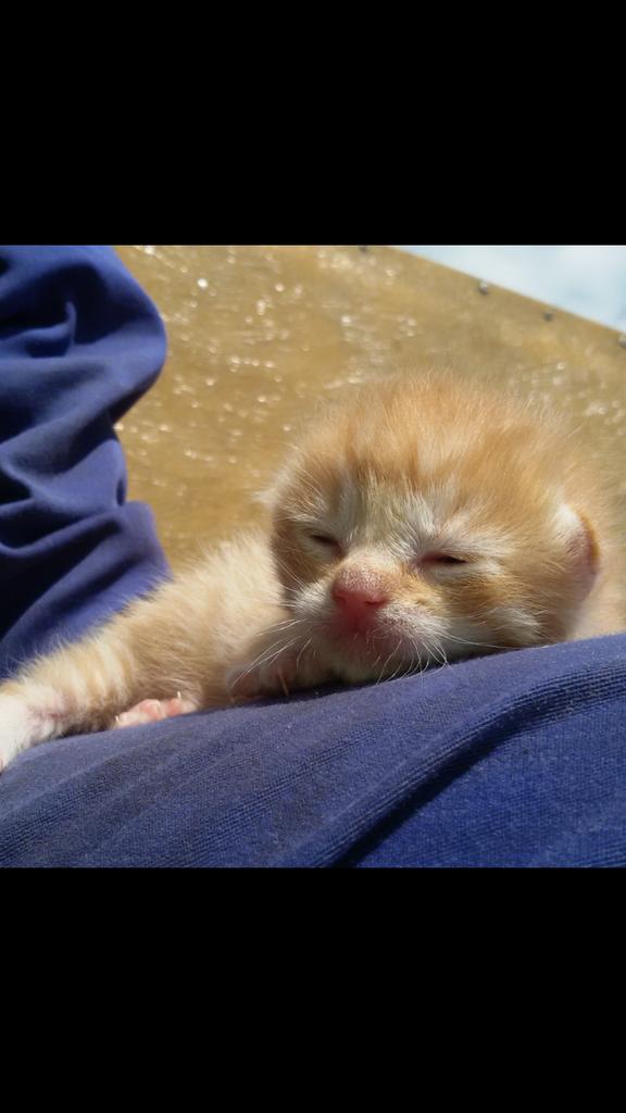 Gambiniko's tweet photo. Son presiosos, dan una ganas de cojerlos y achucharlos.😍😍😍 http://t.co/XBjJ2YHhFX