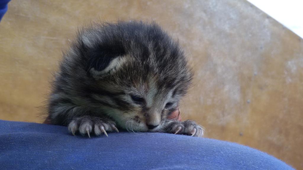 Gambiniko's tweet photo. Son presiosos, dan una ganas de cojerlos y achucharlos.😍😍😍 http://t.co/XBjJ2YHhFX