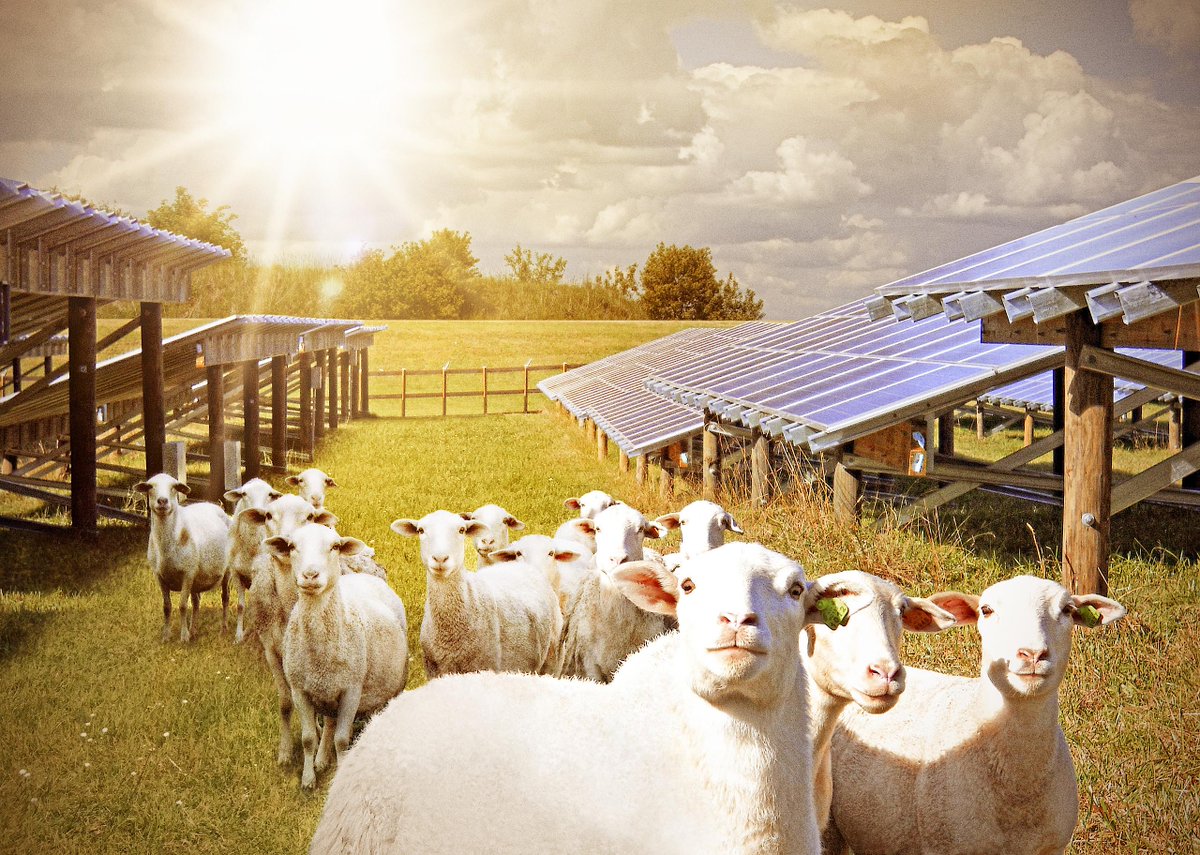 NewgrangeGreen's tweet photo. Working on our first utility scale Solar project.  Mixed use land - agricultural and renewable energy. #win-win http://t.co/XN9mcZ9vFh