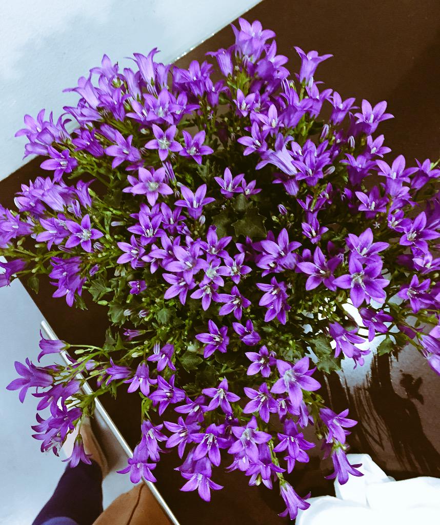 anna___engel's tweet photo. Made so many people smile on my commute this morning with this fresh pot of flowers #HappyMonday #spring http://t.co/ZLx9lcmFpk