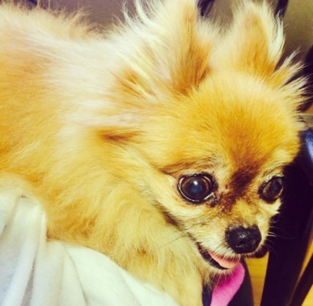 kmkm_korea's tweet photo. #PrayForChoco
#ThankuChoco
たくさんの癒やしをありがとう
えるぷにとってもチョコちゃんは
本当に可愛くて天使のような
存在でした。本当にありがとう。
これからも一緒にウニョクを
応援しようね。ありがとう http://t.co/LxmOnqzxpR