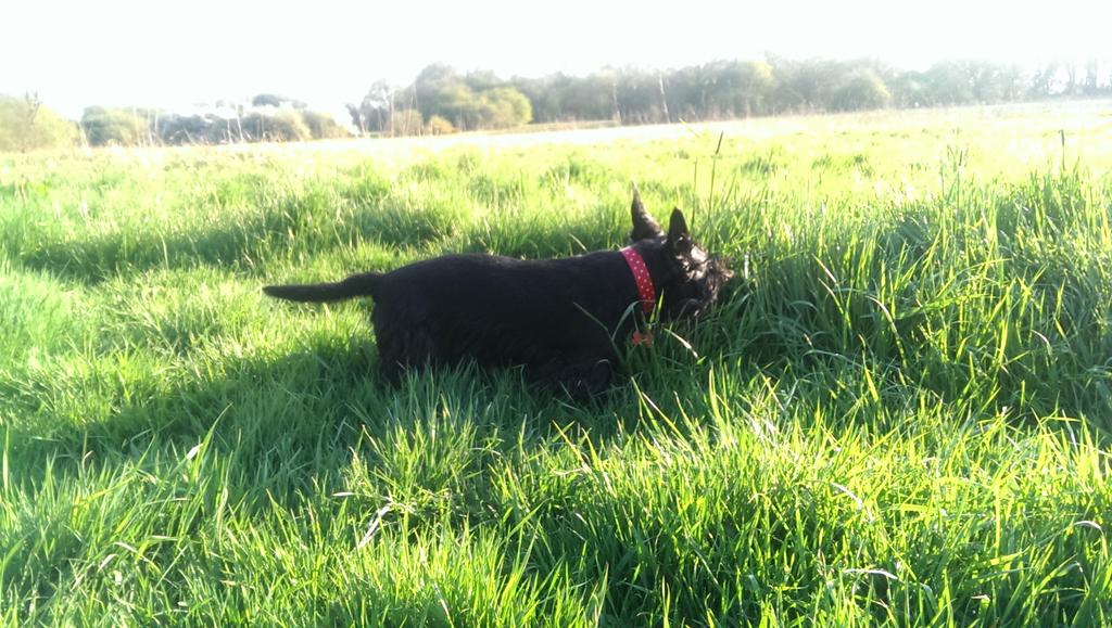 sjchocaholic's tweet image. I is in hunting mode! #Alfinator #zombiesquad