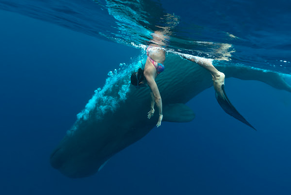 AllConMedia's tweet photo. Freediver, adventurer &amp; ocean advocate @hanliprinsloo will be talking at @FinisterreUK London Store tomorrow at 7pm http://t.co/lIfr0r2B31