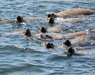 Steveston Sea Lion Safari - March 21, 2015 to May 31, 2015 Daily ow.ly/Ljw42 #Tourism #Richmond