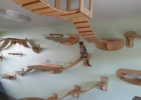 Demotivateur's tweet photo. Accrobranche pour chat. #buzz #insolite http://t.co/7NQUWBzrHg