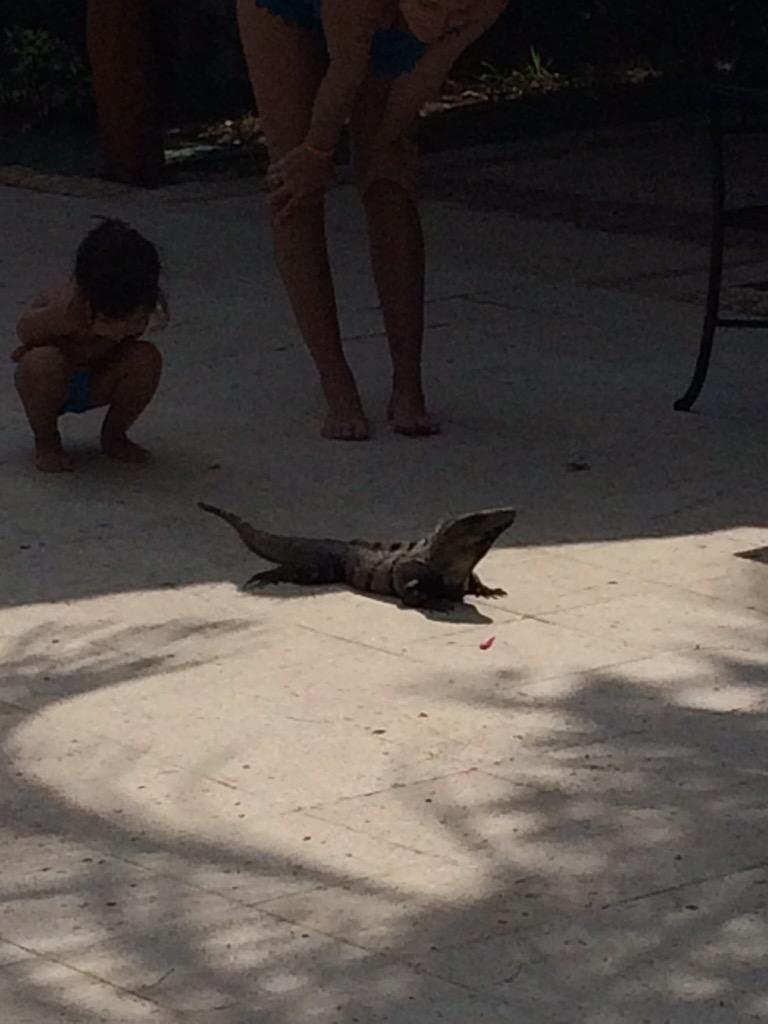 AubinZ's tweet photo. #lizardfriends http://t.co/gnToyVwseF