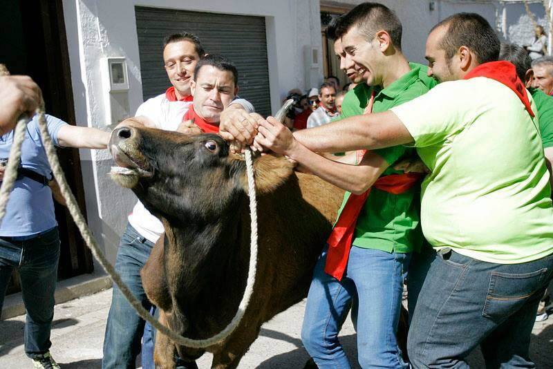 AnimaNaturalis's tweet image. El @PartidoPACMA publica imágenes del toro ensogado de #Ohanes (#Almería), del pasado sábado 25 de abril #marcaEspaña