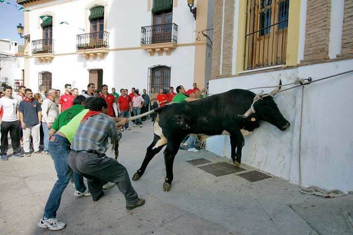 AnimaNaturalis's tweet image. El @PartidoPACMA publica imágenes del toro ensogado de #Ohanes (#Almería), del pasado sábado 25 de abril #marcaEspaña