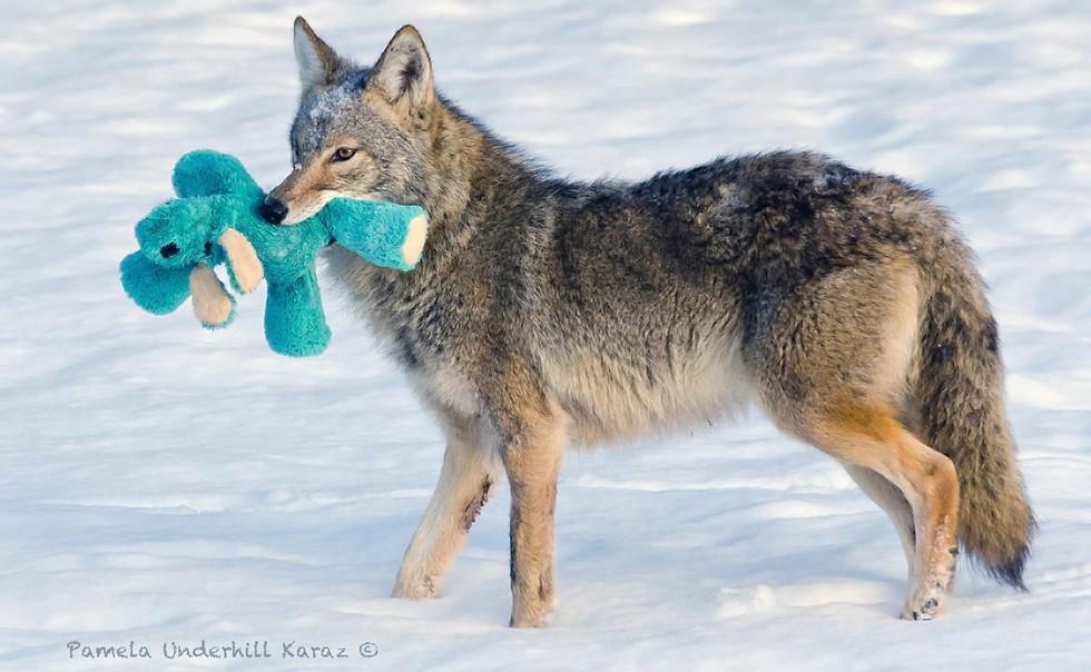 dodo's tweet photo. Meet the animal who dies for your @canadagooseinc jacket http://t.co/vV5zfChmw6 http://t.co/SdULgJEPfl