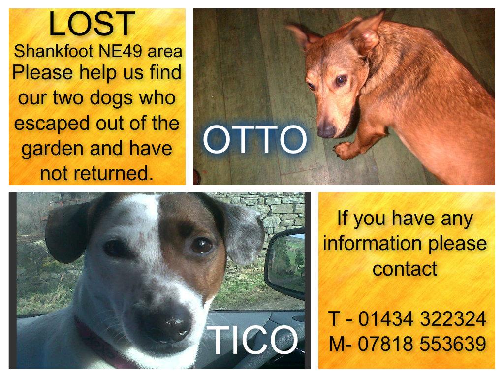 #Help #find Otto and Tico, #NE49 @UKLostDogs @Harveysarmy1 #Northampton #northamptonnorth @The_Animal_Team