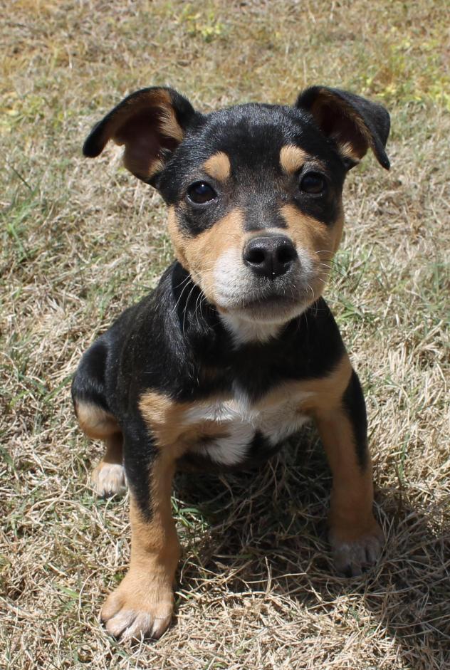 Look at Jill, what a cutie!!! She is available with Legacy, find out more @ petfinder.com/petdetail/3200…