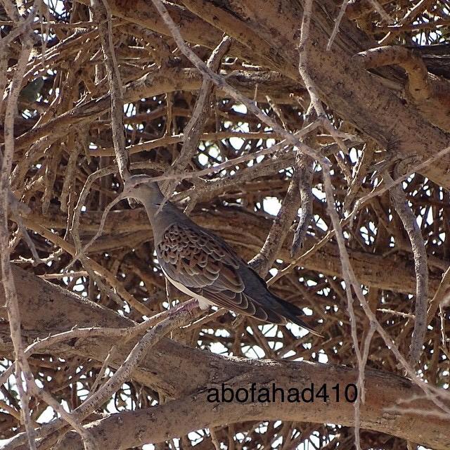 عاشق المقناص (@mryoomh1231) on Twitter photo 