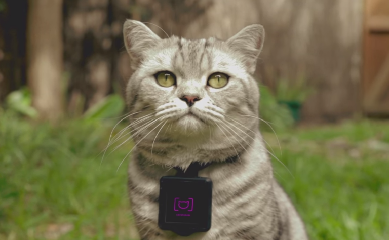 NZAlertDog's tweet photo. Whiskas' Catsacam is on the prowl! Via - @MetroUK  http://t.co/MBi3qDAeP9 #CatLovers #Cats #Animals #Instagram http://t.co/Y3O3YYEbcH