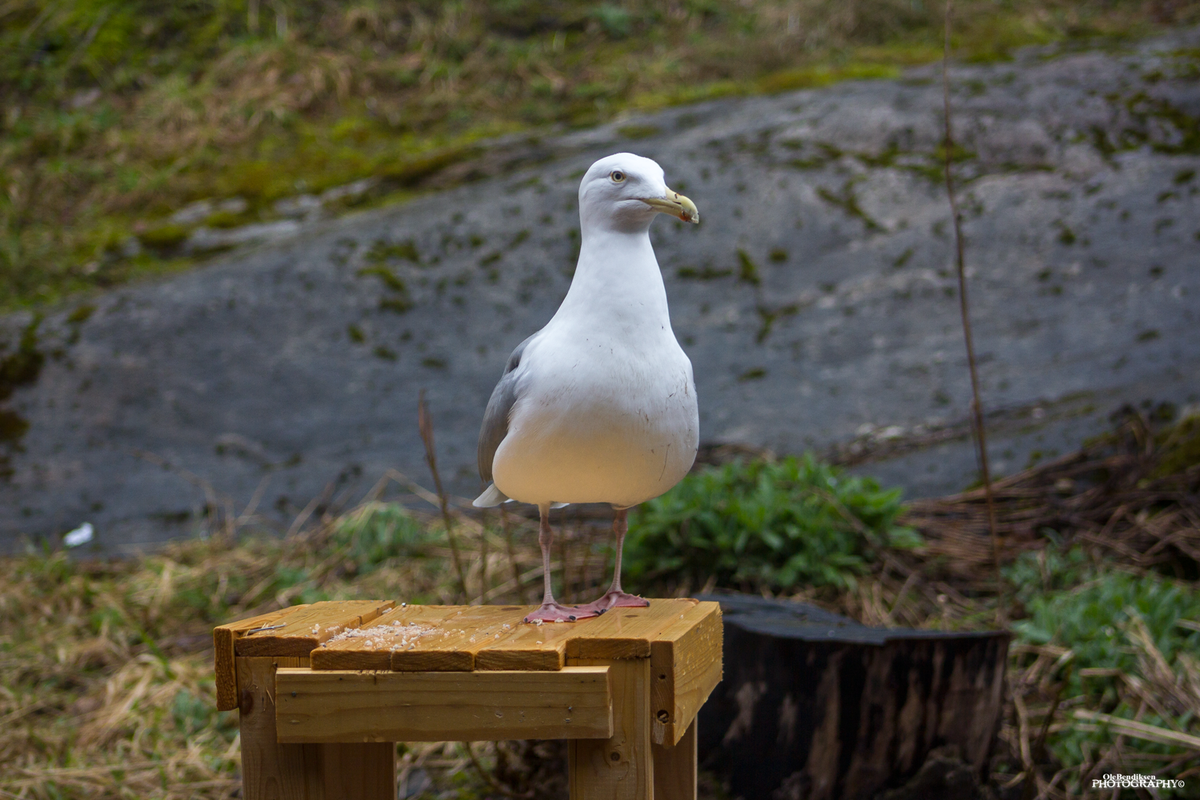 Vasball's tweet photo. Måsene er begynt og bli litt våryre #måser #lofoten #svolvær #nordland #norge #skrikendeuvesen #våryr #fugler #maaker http://t.co/LOZi6DbuXK