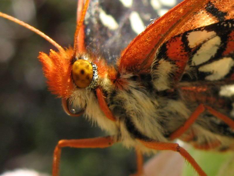 SocioIntellect's tweet image. Butterflies may look beautiful but they'll eat bird excrement, aphid guts &amp;amp; decomposing meat. Not so pretty now, hmm?