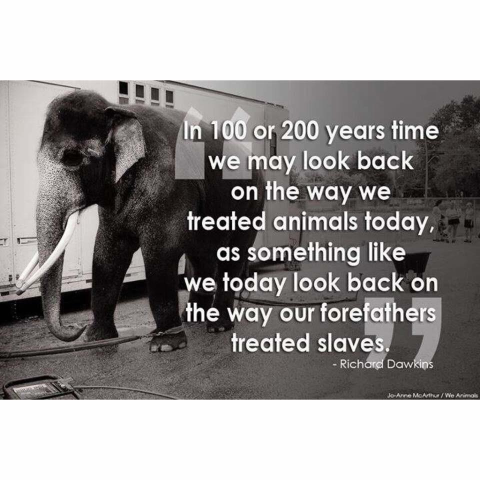 savelz101's tweet photo. @peta @peta2 @PETAUK @AnimalDefenders http://t.co/J9IGoNHp73