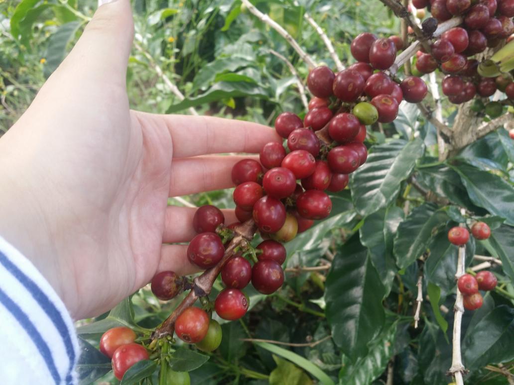 Antis Coffee tweet media