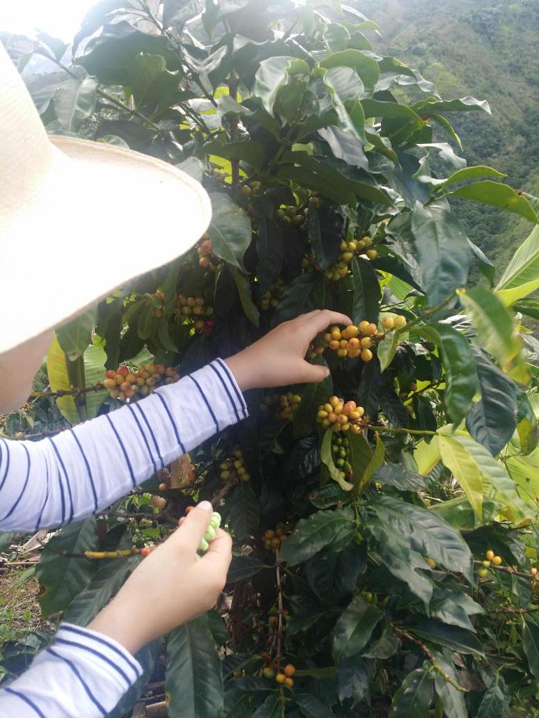 Antis Coffee tweet media