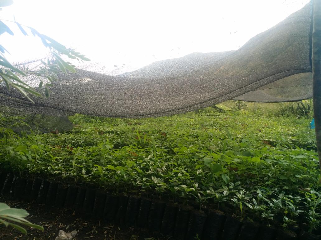 Antis Coffee tweet media