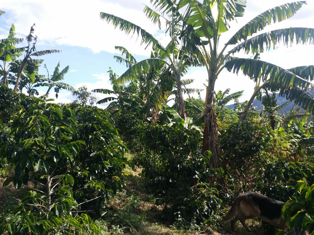 Antis Coffee tweet media