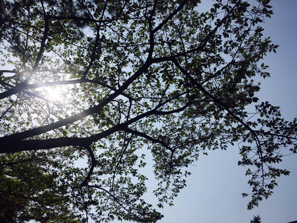 youngjooroh's tweet photo. #shine http://t.co/bi724SK8yS