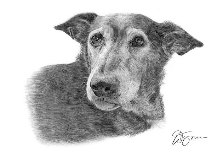 garytymon's tweet photo. Heres a recent pet portrait i just finished of an older dog called Sweep. http://t.co/kJRfLa2Fkt