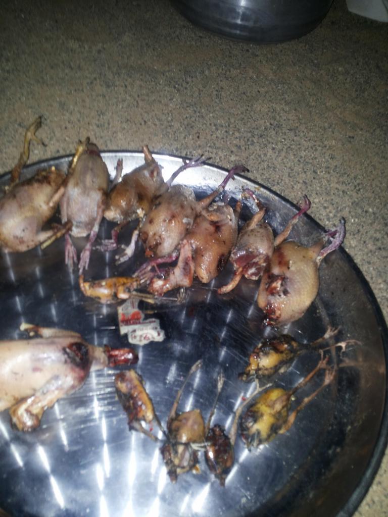 xxx201482's tweet photo. صيد ليوم شرق المحا ني http://t.co/krKnrXEILy