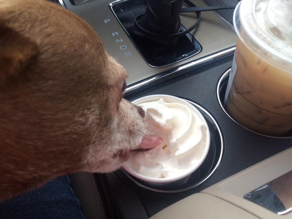 AlfieTheBold's tweet photo. A chai tea latte for ma hooman and a #puppylatte for me from da nice peoples at @Starbucks dis morning! #nomnomnom http://t.co/T6nIUcIoI0