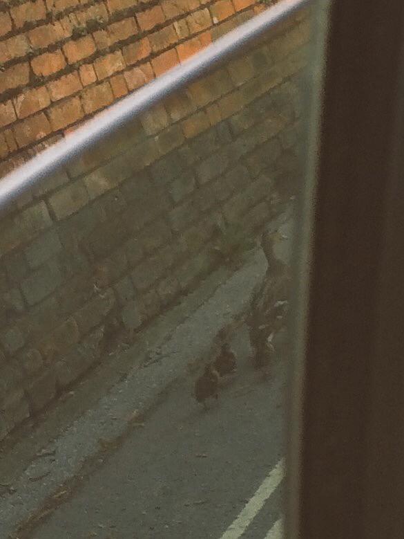 Ducks on the run in Exeter