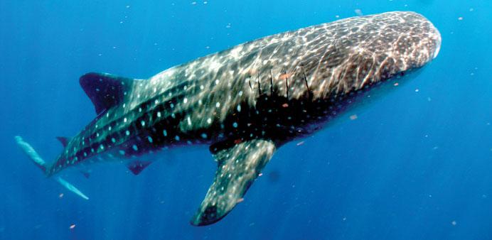 Mexico seeks to limit whale shark &amp; manta tourism to prevent harm to species gulf-times.com/travel/241/det… <a href="/projectaware/">Project Aware</a>