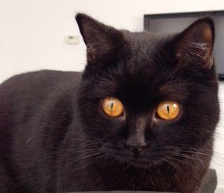 AnimalAlert's tweet photo. Vermist: kater, Britse korthaar, zwart, Almere, 15-04-2015. Gevonden? http://t.co/EpgyLsvEsM http://t.co/5ZQ5465C8O