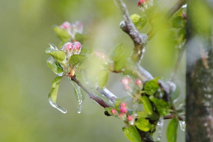 DeGelderlander's tweet photo. Waarschuwing voor nachtvorst tot -5 graden http://t.co/6coc5lqr2J #nieuws #DG http://t.co/ebMbguPv82