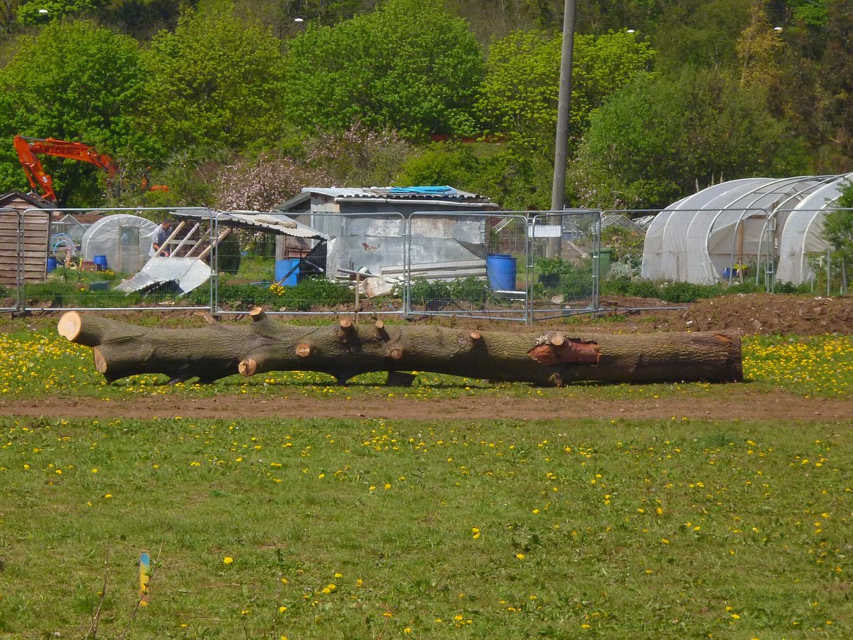 The Mighty Oak  Rising Up defended was felled today. Shame on you! <a href="/GeorgeFergusonx/">People & Cities</a> @MetroBusTW <a href="/WofEnglandLEP/">West of England LEP</a>