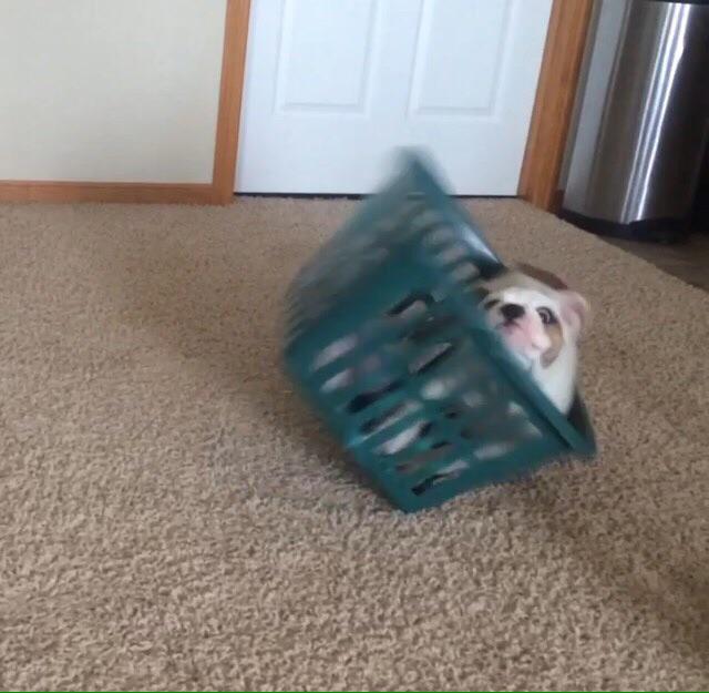 DogsDaiIy's tweet photo. "how's the semester going?" http://t.co/G4USUm1kPW