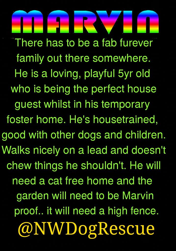 JoeSnowdogs's tweet image. RT @Marvin_NWDR: PLEASE RT 
Fabulous home required for a fabulous dog..!
findingfureverhomes.org.uk/marvin.html