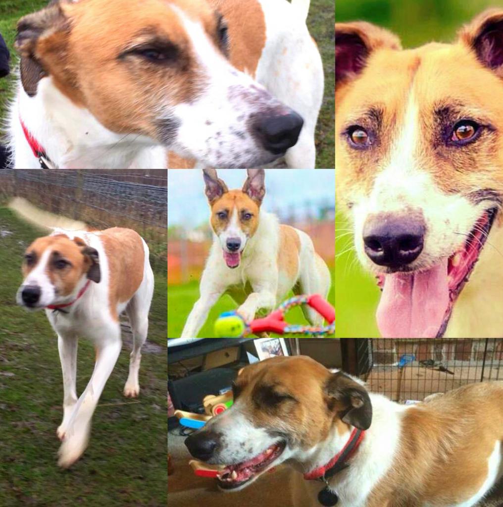 JoeSnowdogs's tweet image. RT @Marvin_NWDR: PLEASE RT 
Fabulous home required for a fabulous dog..!
findingfureverhomes.org.uk/marvin.html