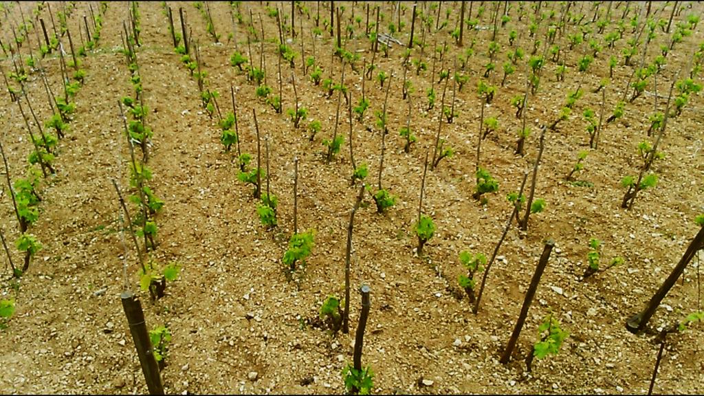 Work and fun at #wineyards today #peljesac #plavacmali #croatia #redwine #grapes #nature #outdoor