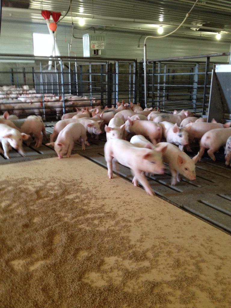 GreenwayPork's tweet photo. We welcomed new #pigs this AM. These 3wk olds averaged 14 lbs -roly poly! #realpigfarming #pork #farm365 http://t.co/Qb88FU5vA5
