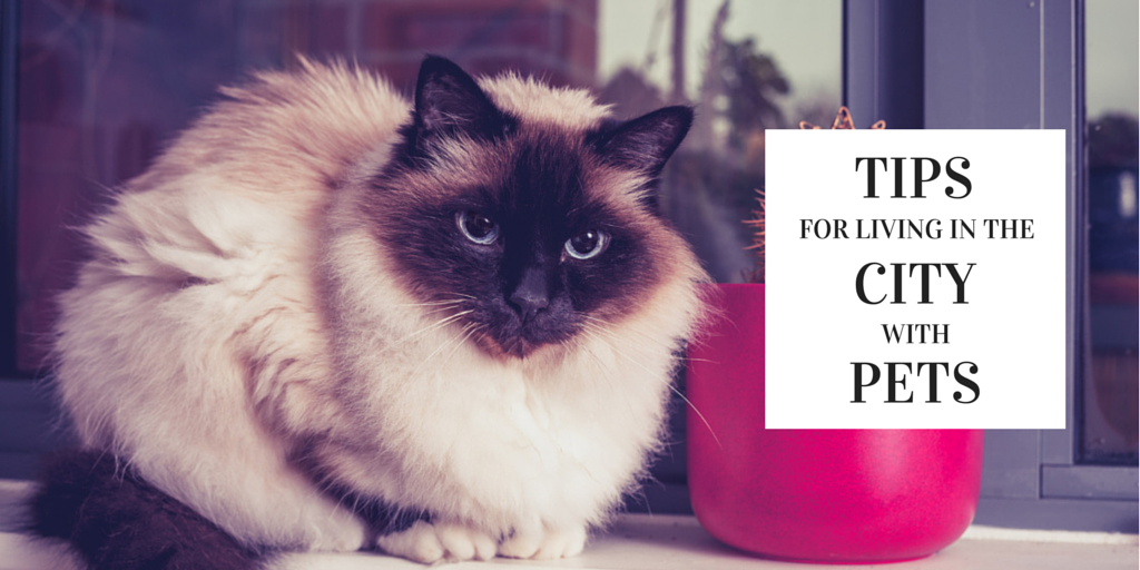 CityLeash's tweet photo. Tips for Living in the City with Pets #dogs #cats http://t.co/3VB1oNWfuN http://t.co/xYHKnrzGVT