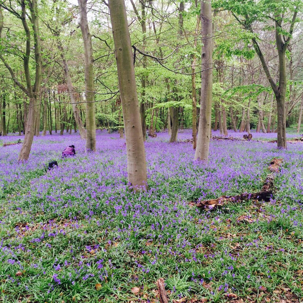 LeytonSloane's tweet image. Wanstead Park - well worth a walk to see the bluebells...